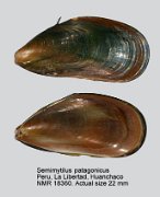 Semimytilus patagonicus (2)